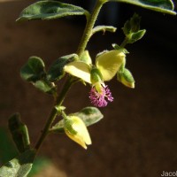 Polygala javana DC.